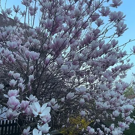 Amelie - Petite Maison Alsacienne